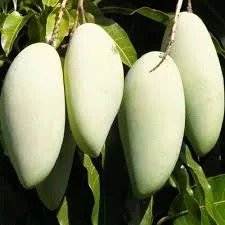 Honeydew Melon (હનીડ્યૂ તરબૂચ)